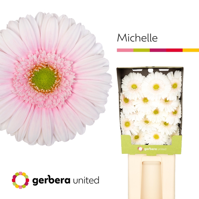 <h4>Gerbera Michelle Diamond</h4>