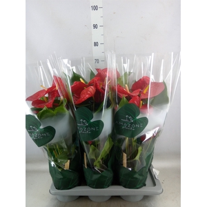 Anthurium andr. 'Nevada'