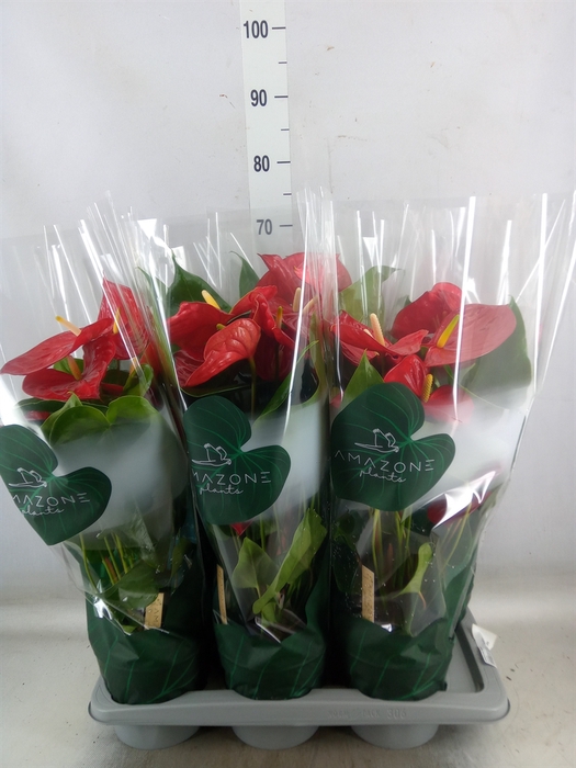 <h4>Anthurium andr. 'Nevada'</h4>