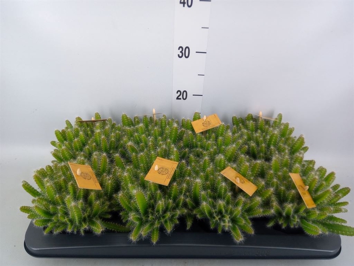 <h4>Hylocereus undatus</h4>