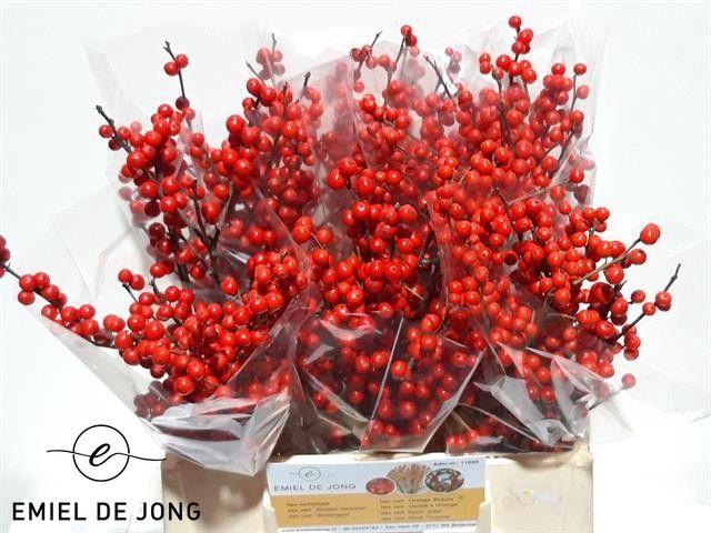 <h4>ILEX VE RODE BES</h4>