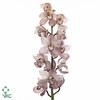 Cymbidium Summer Pink 60 cm X10