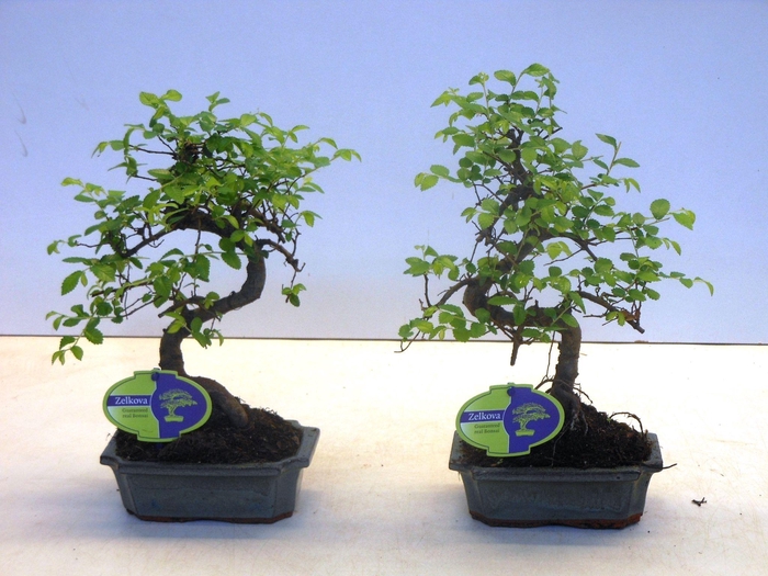 <h4>Zelkova parvifolia, 15cm., shape, without driptray</h4>