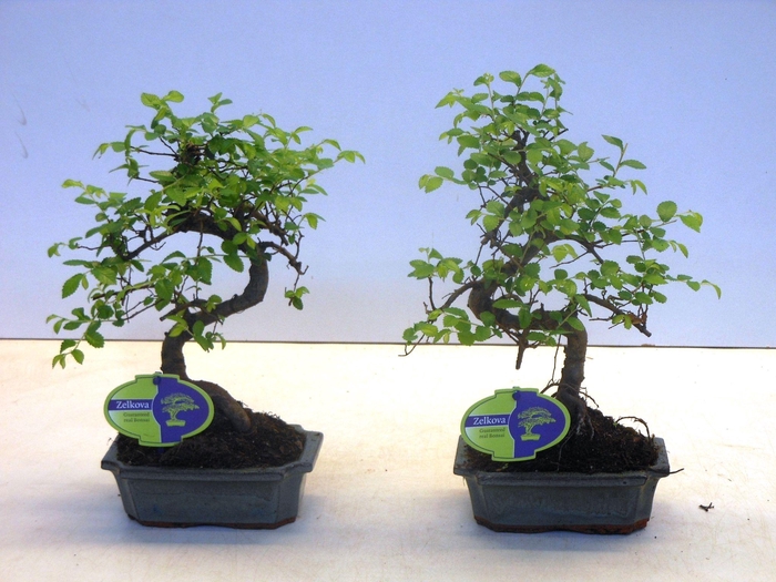 <h4>Zelkova parvifolia, 15cm., shape, without driptray</h4>