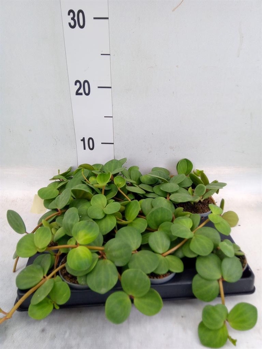 <h4>Peperomia</h4>