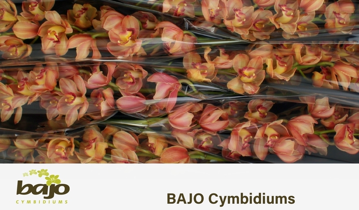 <h4>CYMB T TREASURE</h4>
