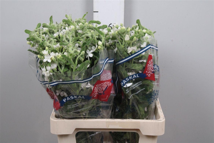 <h4>Oxy Co Alba</h4>