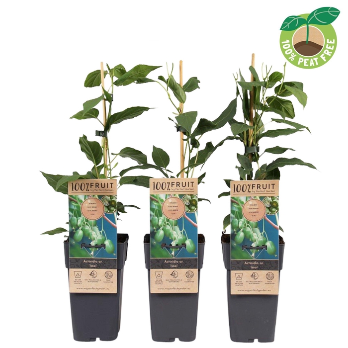 <h4>Actinidia arguta 'Issai' (zelfbestuiver)</h4>