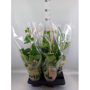 Cucumis sativus   ...