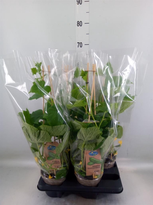 <h4>Cucumis sativus   ...</h4>