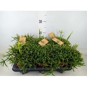 Rhipsalis burchellii