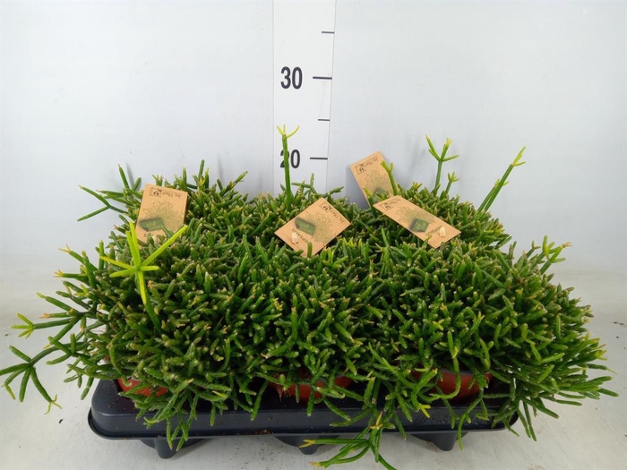 <h4>Rhipsalis burchellii</h4>