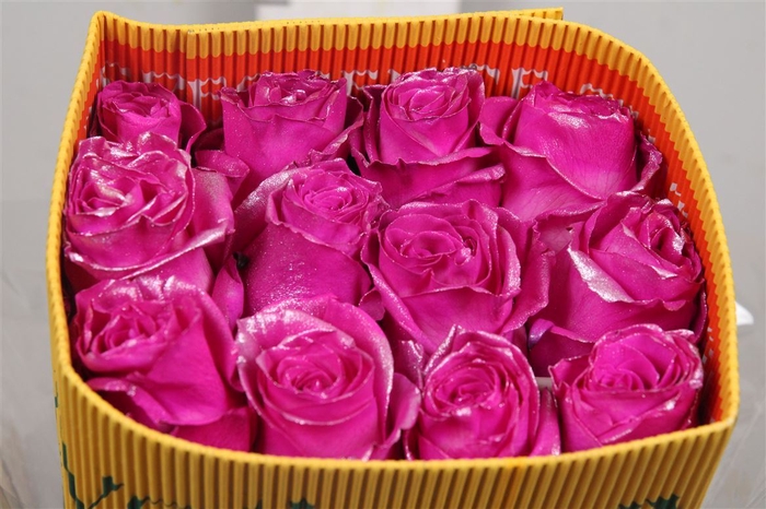<h4>R Gr Nacar Hot Pink Ec</h4>