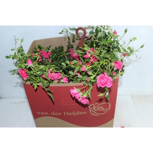 ROSEIRA VARIADO PENDENTE P20