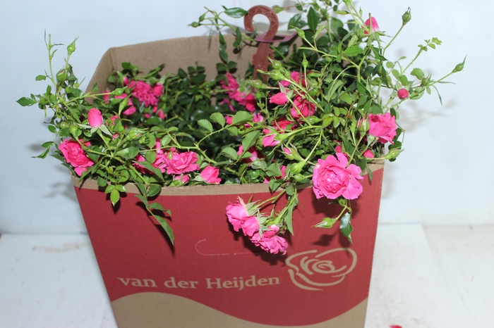 <h4>ROSEIRA VARIADO PENDENTE P20</h4>