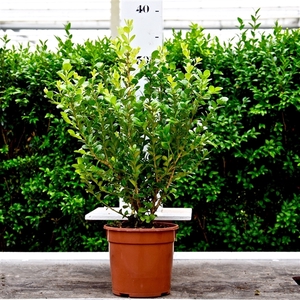 Buxus microphylla 'Faulkner' 25-30cm struik