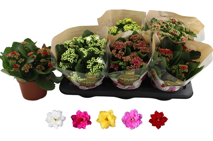 <h4>KAL GE RO GEM 5 KL</h4>