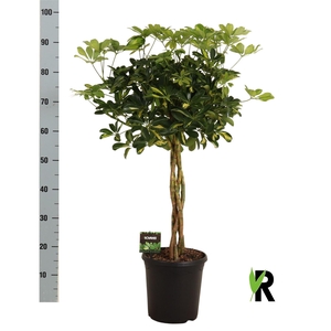 Schefflera arbor. 'Gold Capella'