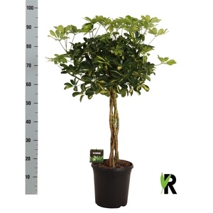 Schefflera arbor. 'Gold Capella'