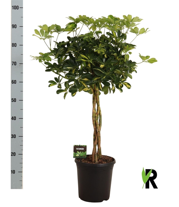 <h4>Schefflera arbor. 'Gold Capella'</h4>
