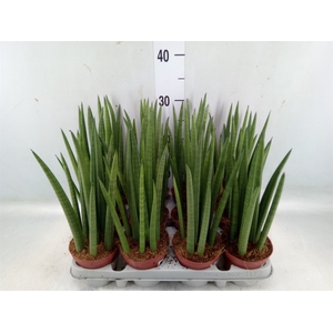 Sansevieria cyl.  ...