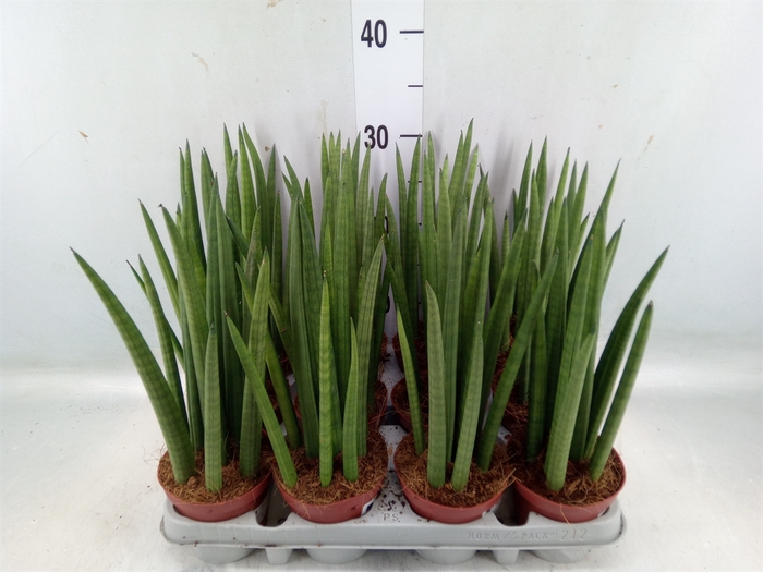 <h4>Sansevieria cyl.  ...</h4>