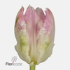 Tulipa pa cabana