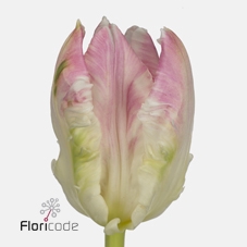 Tulipa pa cabana
