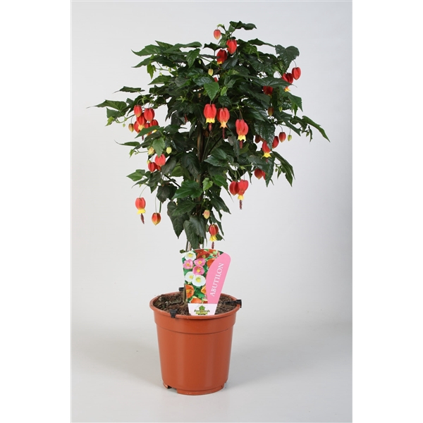 <h4>Abutilon Belgische vlag op stam</h4>