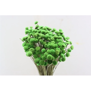 Dried Botao Lightgreen Bunch
