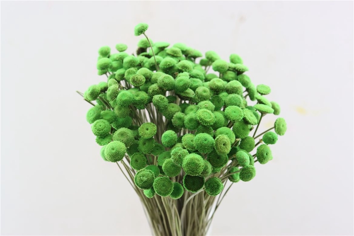 <h4>Dried Botao Lightgreen Bunch</h4>