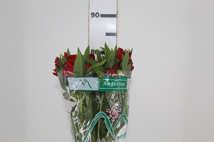 <h4>ALSTROEMERIA ANGELINA 080 CM</h4>