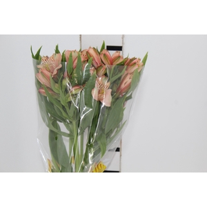ALSTROEMERIA CANYON 080 CM