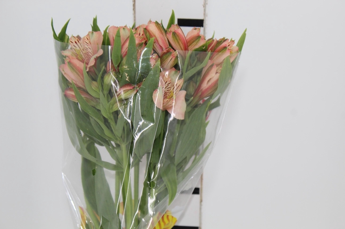 <h4>ALSTROEMERIA CANYON 080 CM</h4>