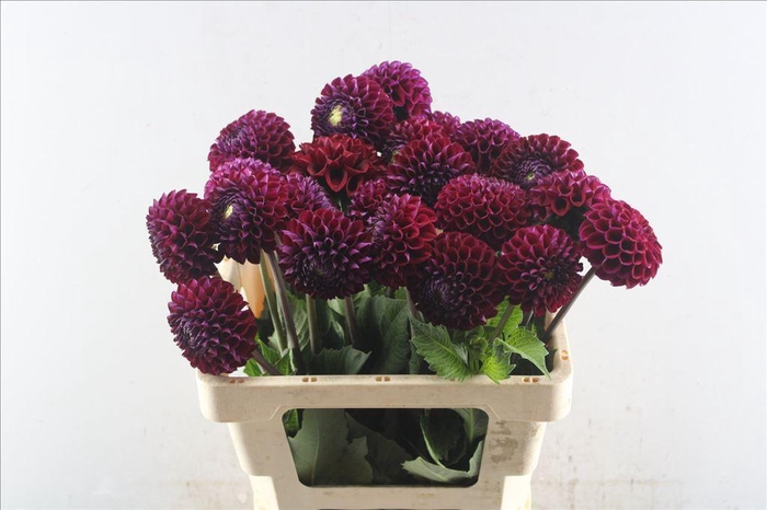 <h4>Dahlia ivannetti</h4>