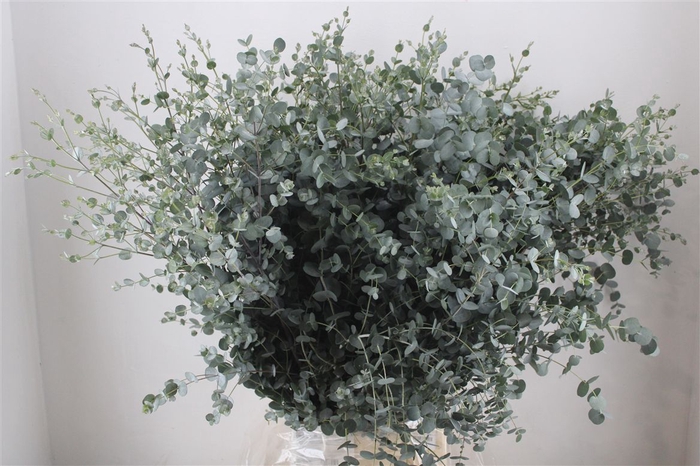 <h4>Euca Gunny 300gr Ex P Bunch</h4>