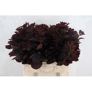 COTINUSBLAD ROYAL PURPLE 060CM