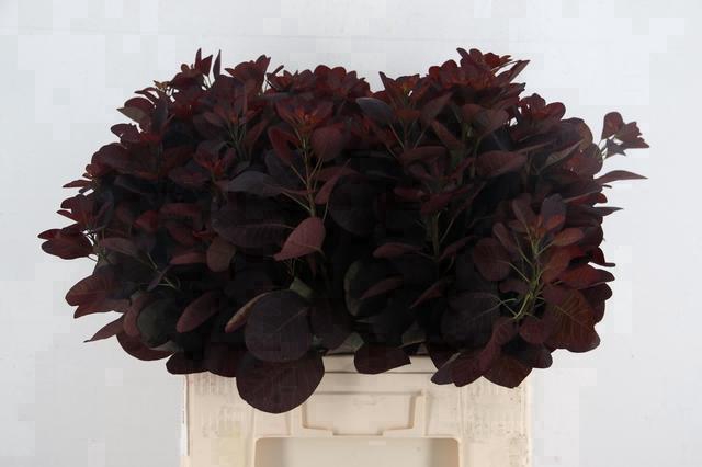 <h4>COTINUSBLAD ROYAL PURPLE 060CM</h4>