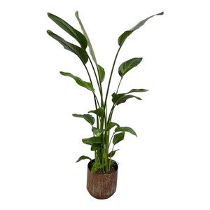 Strelitzia Nicolai inclusief pot Lian koper