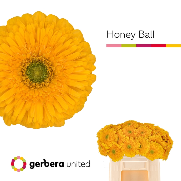 <h4>Ge Gb Honey Ball</h4>