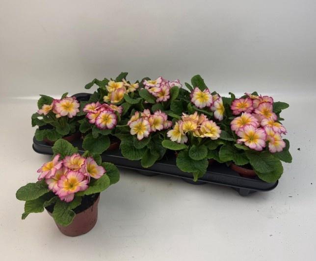 arr8 Prim Ov Yellow Pink