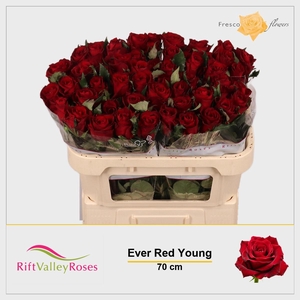 R GR EVER RED