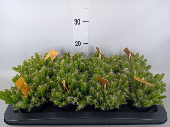 <h4>Hylocereus undatus</h4>
