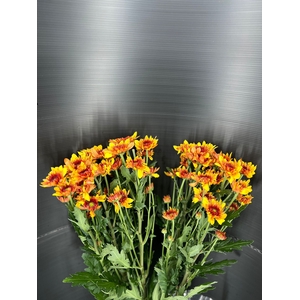 Chrys Spray Poldosk Orange