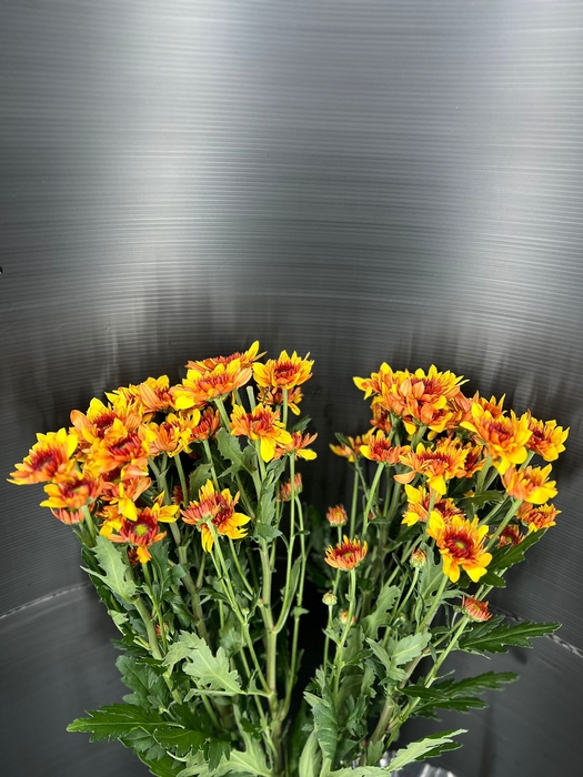 Chrys Spray Poldosk Orange