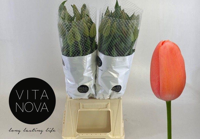 <h4>TU EN RENOWN</h4>