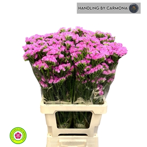 LIM S ROSA SUN BIRDS