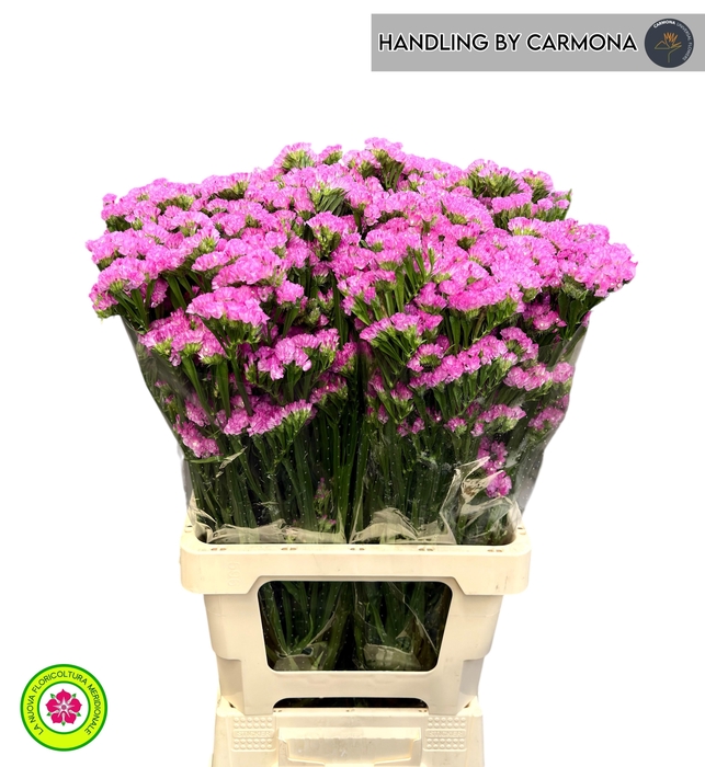 <h4>LIM S ROSA SUN BIRDS</h4>