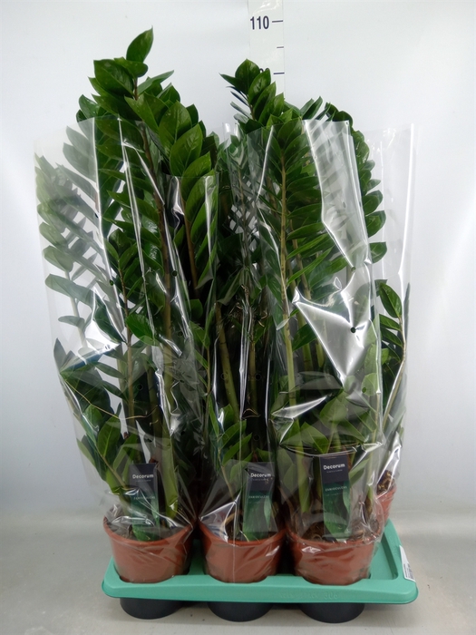 <h4>Zamioculcas zamiifolia</h4>