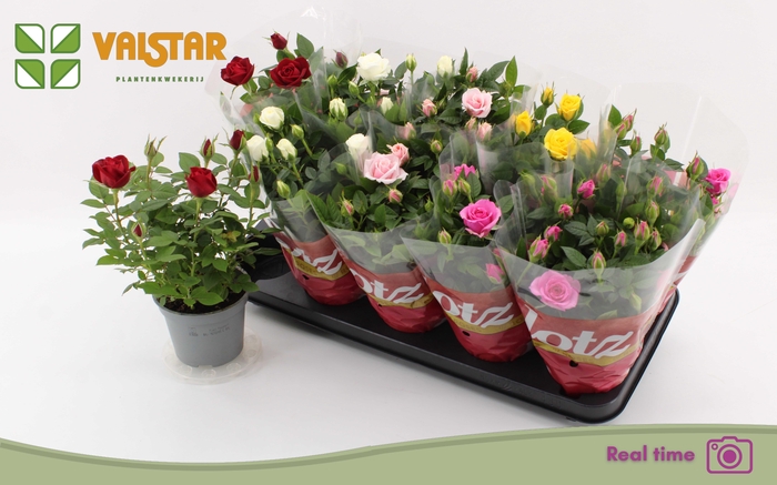 <h4>RO LOTZ OF GEM 5 KL</h4>